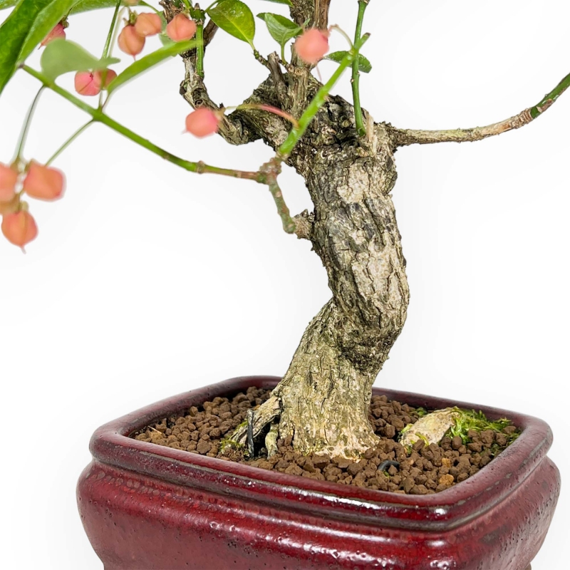 Euonymus Sieboldianus - Spindelstruik - 25 cm