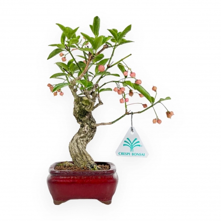 Euonymus Sieboldianus – Spindelsträucher – 25 cm