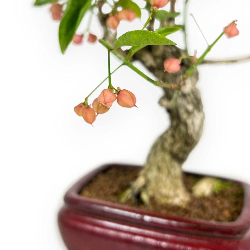 Euonymus Sieboldianus - Evónimo - 25 cm