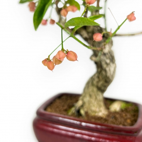 Euonymus Sieboldianus - Spindelstruik - 25 cm