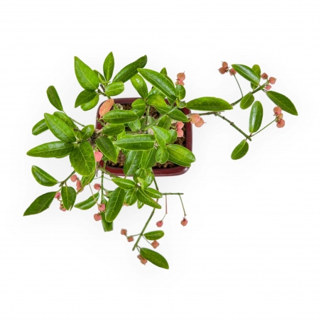 Euonymus Sieboldianus - Evónimo - 25 cm