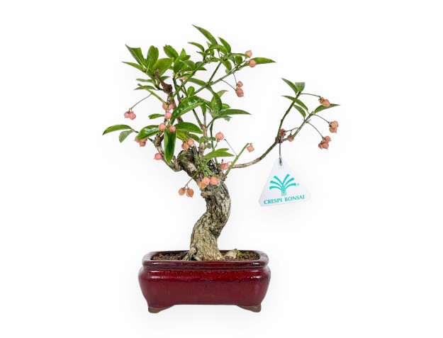 Euonymus sieboldianus - Evonimo - 25 cm