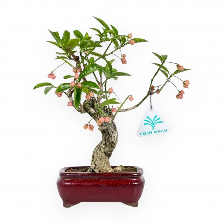 Euonymus Sieboldianus - Spindle - 25 cm