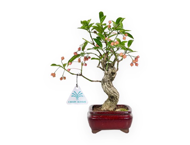 Euonymus Sieboldianus - Spindle - 25 cm 2