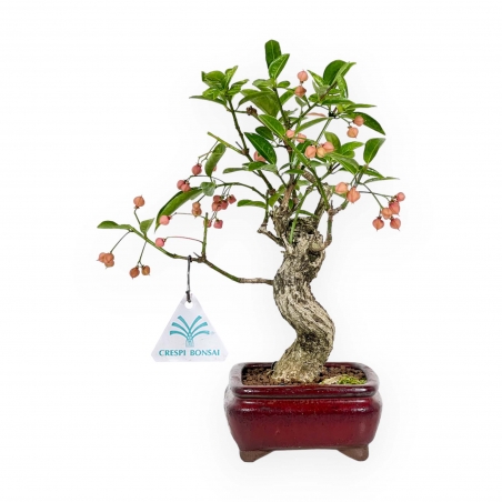 Euonymus Sieboldianus - Spindle - 25 cm