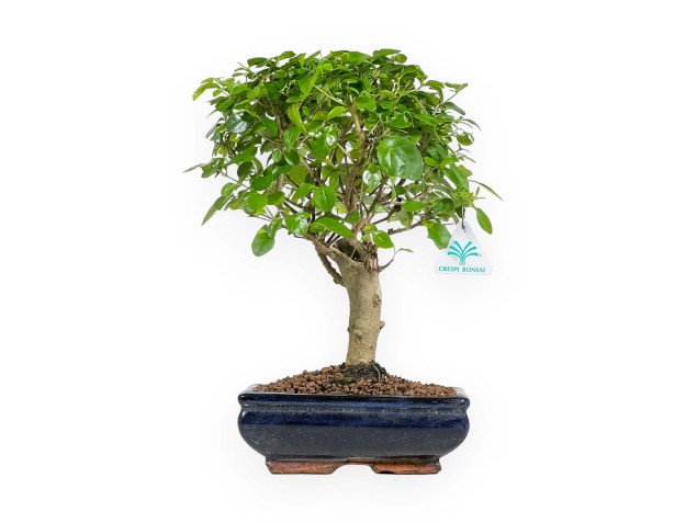 Ligustrum - Troène - 35 cm