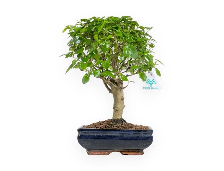 Ligustrum - Ligustro - 35 cm