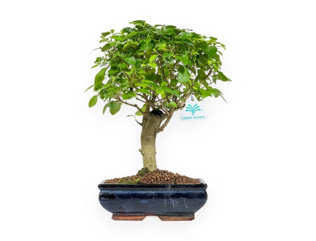 Ligustrum - 35 cm 2