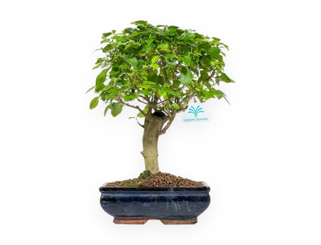 Ligustrum - 35 cm