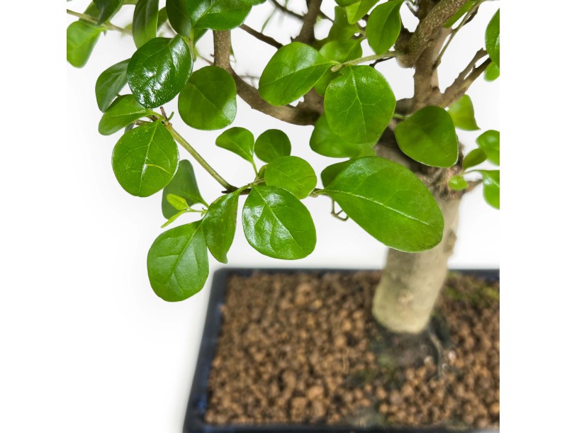 Ligustrum - Ligustro - 35 cm