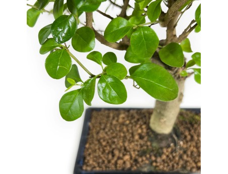 Ligustrum - 35 cm