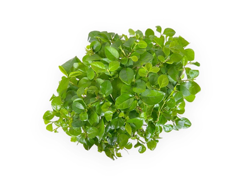 Ligustrum - 35 cm