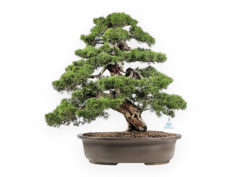 Juniperus Chinensis Itoigawa - Enebro - 66 cm
