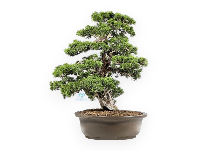 Juniperus Chinensis Itoigawa - Enebro - 66 cm