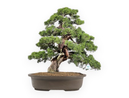 Juniperus Chinensis Itoigawa - Enebro - 66 cm