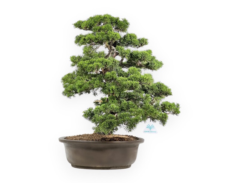 Juniperus Chinensis Itoigawa - Wacholder - 66 cm