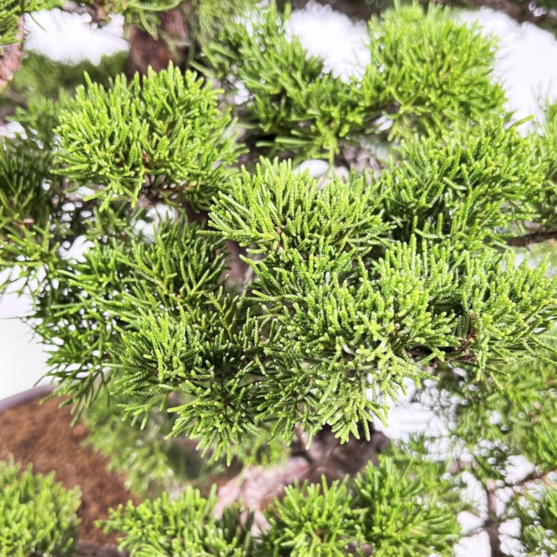 Juniperus Chinensis Itoigawa - Wacholder - 66 cm