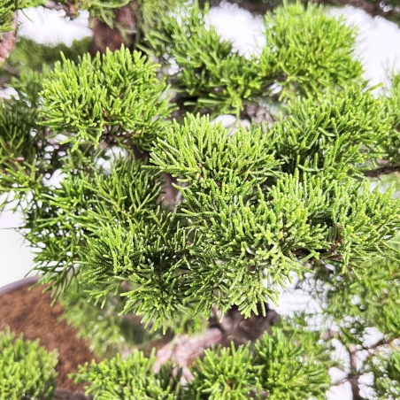 Juniperus Chinensis Itogawa - Genévrier - 66 cm