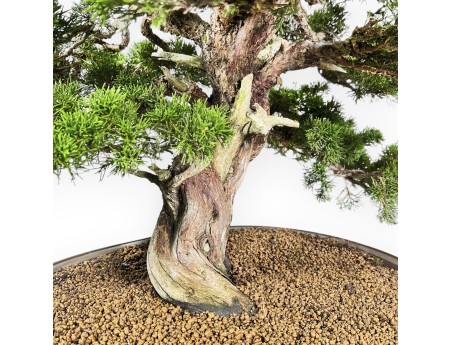 Juniperus Chinensis Itoigawa - Enebro - 66 cm