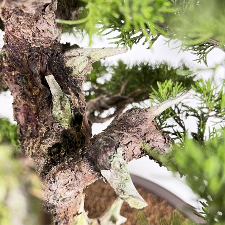 Juniperus Chinensis Itogawa - Juniper - 66 cm