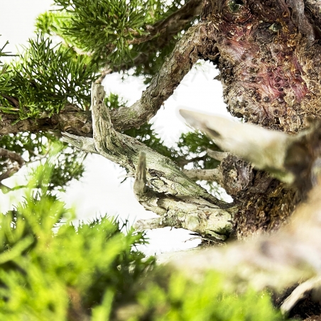 Juniperus Chinensis Itoigawa - Wacholder - 66 cm