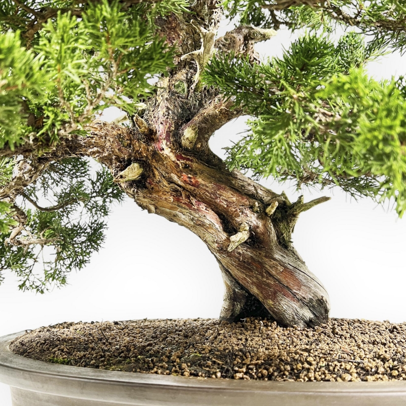 Juniperus Chinensis Itoigawa - Enebro - 66 cm
