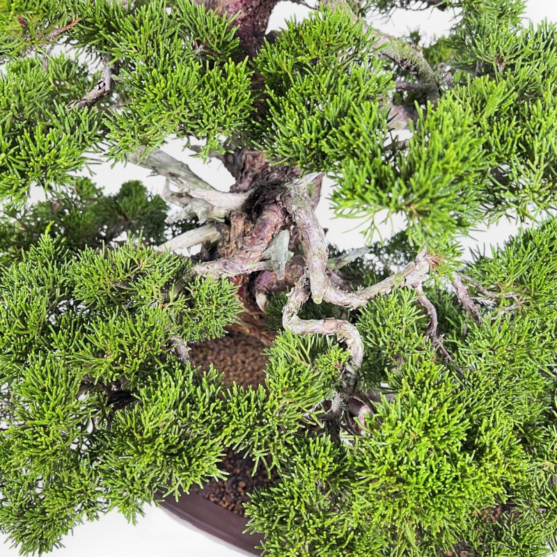 Juniperus Chinensis Itogawa - Juniper - 66 cm