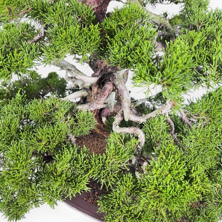 Juniperus Chinensis Itogawa - Juniper - 66 cm