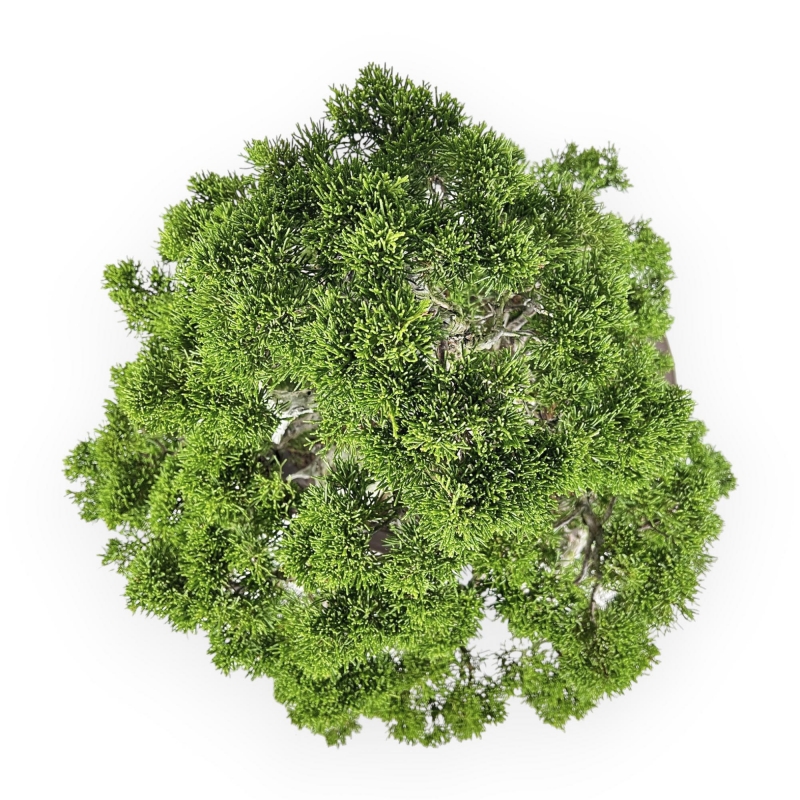 Juniperus Chinensis Itoigawa - Wacholder - 66 cm