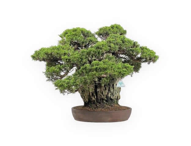 Juniperus Chinensis Itogawa - Ginepro - 56 cm 2