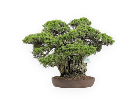 Juniperus Chinensis Itogawa - Juniper - 56 cm