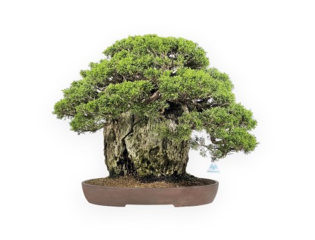 Juniperus Chinensis Itogawa - Jeneverbes - 56 cm