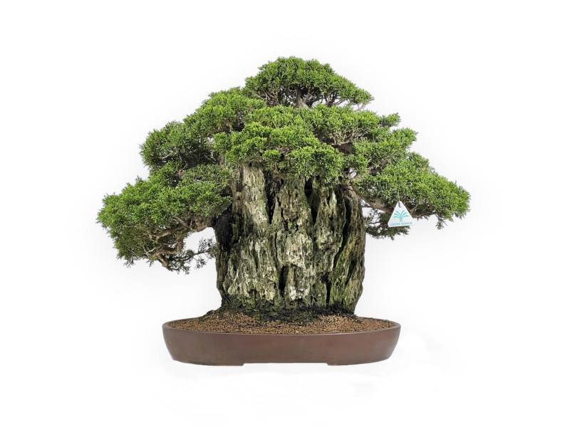 Juniperus Chinensis Itogawa - Juniper - 56 cm