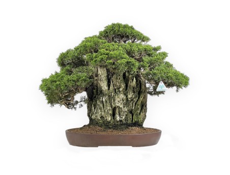 Juniperus Chinensis Itogawa - Wacholder - 56 cm