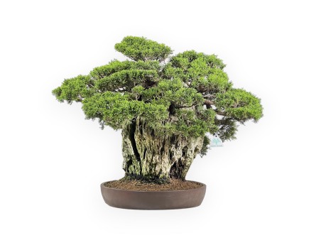Juniperus Chinensis Itogawa - Jeneverbes - 56 cm