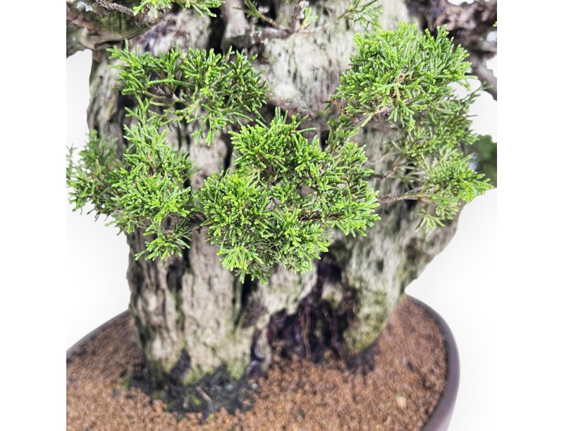 Juniperus Chinensis Itogawa - Jeneverbes - 56 cm