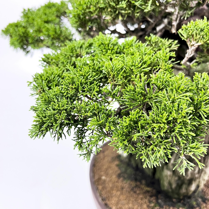 Juniperus Chinensis Itogawa - Genévrier - 56 cm