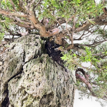 Juniperus Chinensis Itogawa - Genévrier - 56 cm