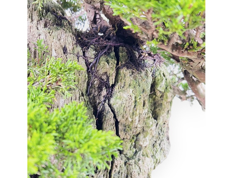 Juniperus Chinensis Itogawa - Juniper - 56 cm