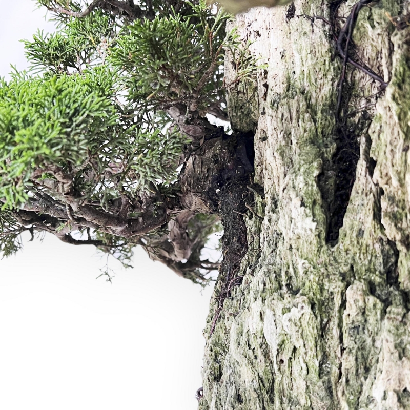 Juniperus Chinensis Itogawa - Juniper - 56 cm