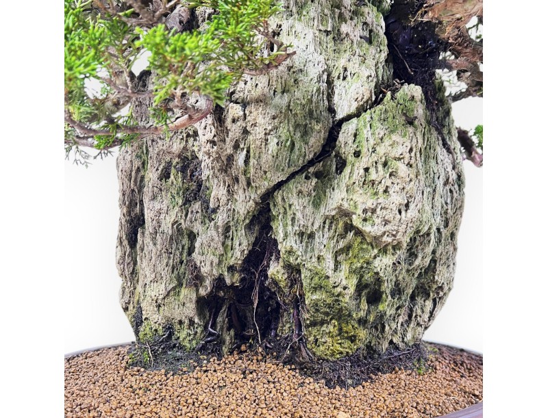 Juniperus Chinensis Itogawa - Juniper - 56 cm