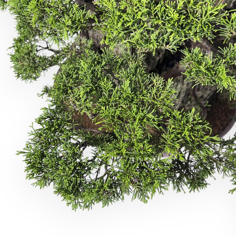 Juniperus Chinensis Itogawa - Wacholder - 56 cm