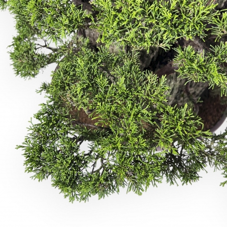 Juniperus Chinensis Itogawa - Jeneverbes - 56 cm