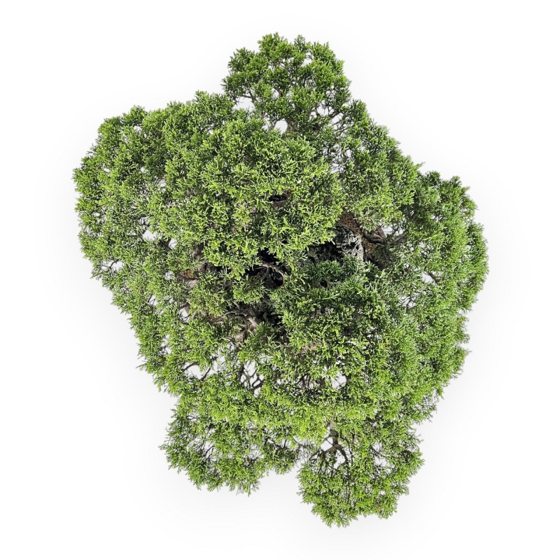 Juniperus Chinensis Itogawa - Wacholder - 56 cm