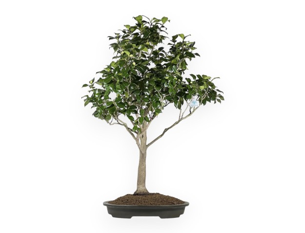 Camellia Tsubaki - 110 cm