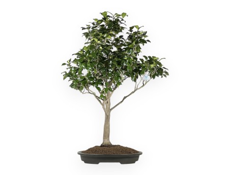 Camellia Tsubaki - 110 cm