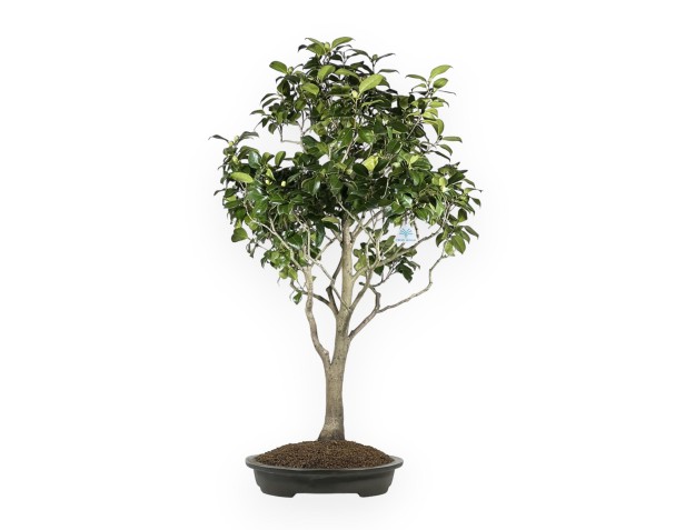 Camellia Tsubaki - 110 cm 2