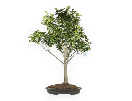Camellia Tsubaki - 110 cm