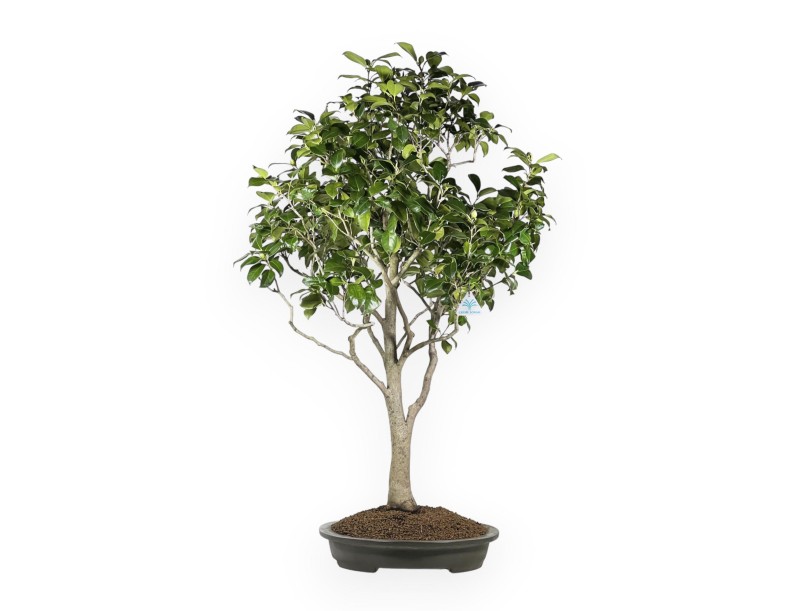 Camellia Tsubaki - 110 cm
