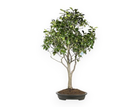 Camellia Tsubaki - 110 cm